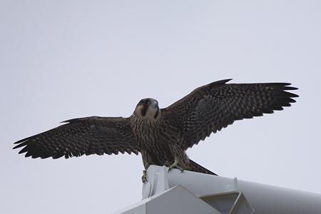 ハヤブサ雛４IMG_4687