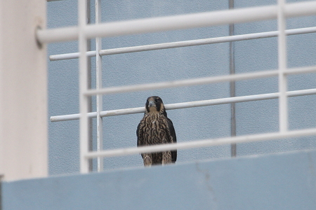 ハヤブサちゃぺこ１IMG_5216