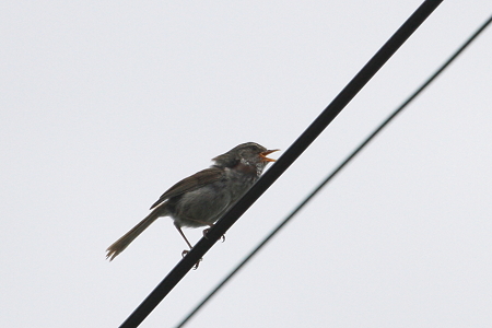 ウグイス２IMG_5510f