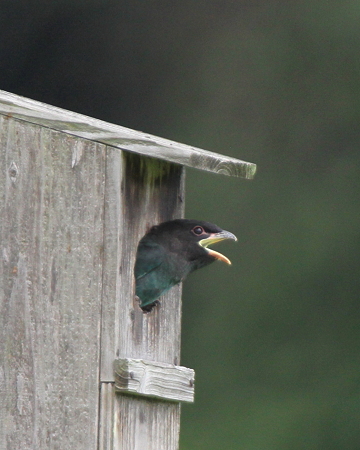 ブッポウソウ２IMG_5632