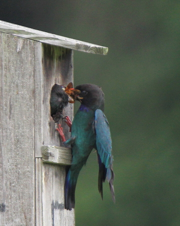 ブッポウソウ４IMG_5637