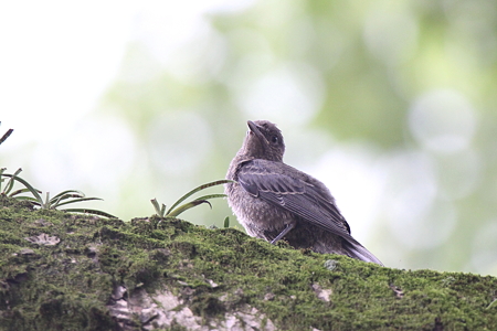 イソヒヨドリ２♀幼鳥IMG_6081