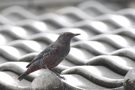 イソヒヨドリ３♂幼鳥IMG_6070