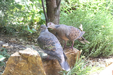 キジバト４IMG_6927