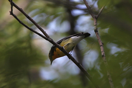 キビタキ２♂IMG_7692