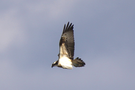 ミサゴ５IMG_8600