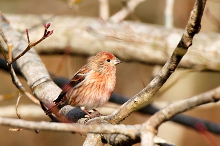 オオマシコ８♀IMG_7475