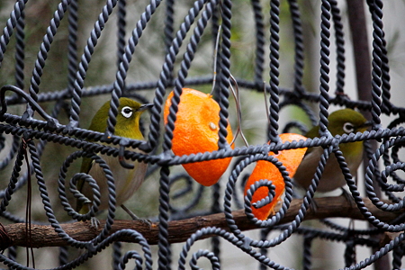 メジロ２IMG_1512