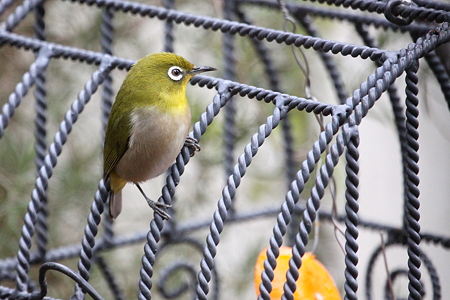 メジロ３IMG_1521