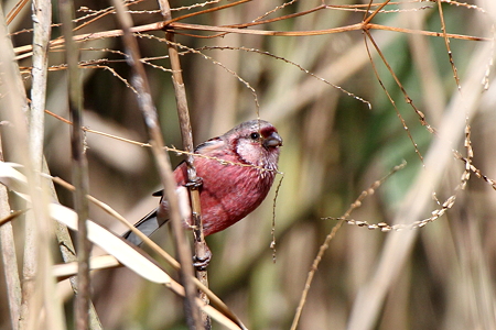 ベニマシコ１♂IMG_0217