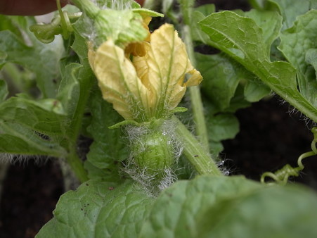 スイカの人工授粉