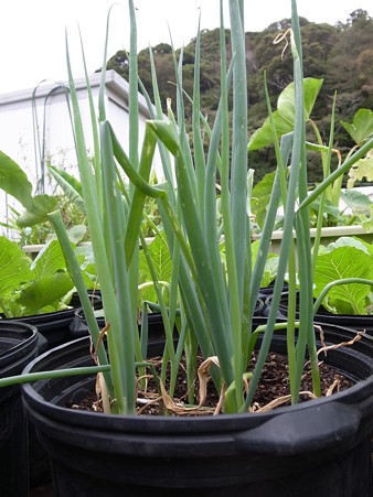 写真: 一本ネギ栽培２