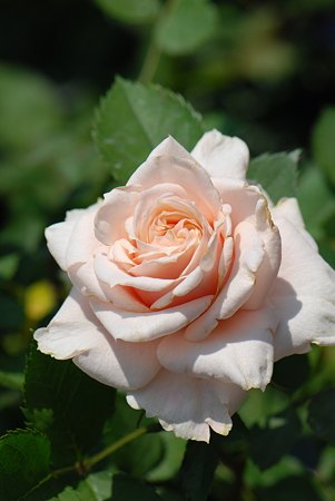 アラスカフォーエバー