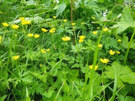 シナノキンバイ？