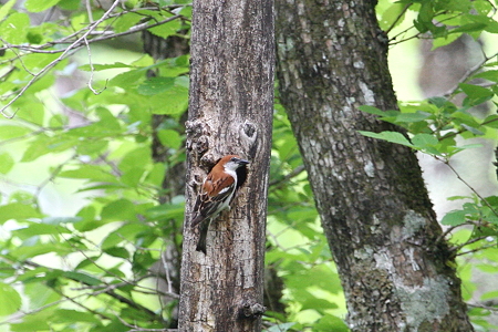 ニュウナイスズメ１♂IMG_4694f