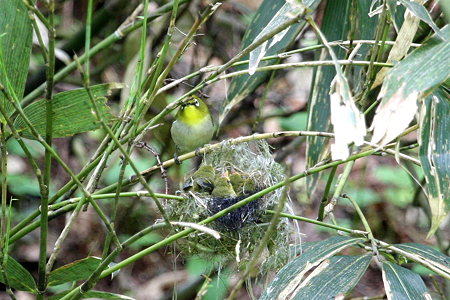 メジロ３IMG_4837f