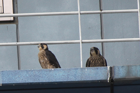 ハヤブサ２・３番子雛IMG_4603