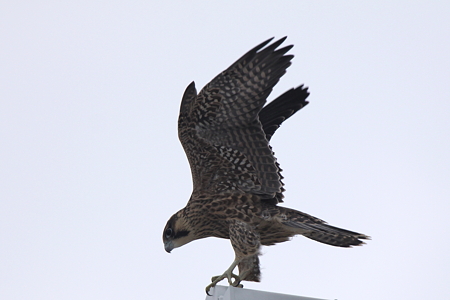 ハヤブサ雛３IMG_4682