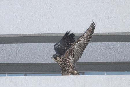 ハヤブサちゃぺこ２IMG_5250