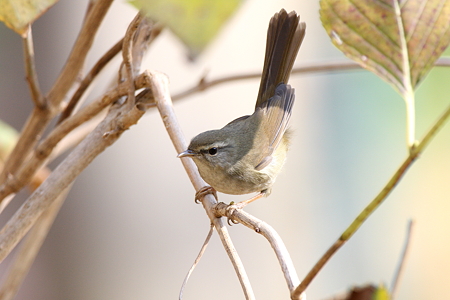 ウグイス４IMG_1449