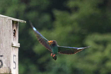 ブッポウソウ３ｆIMG_6082