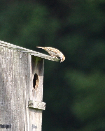 ブッポウソウ８IMG_6177ｆ