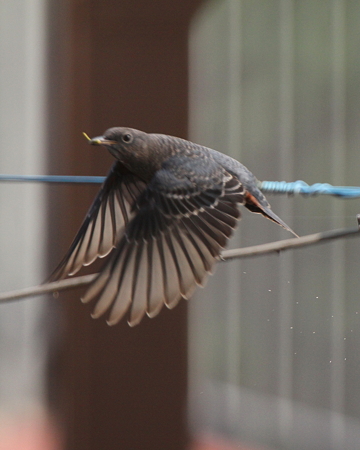 イソヒヨドリ７♂幼鳥IMG_6085
