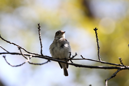 コサメビタキ３IMG_7647