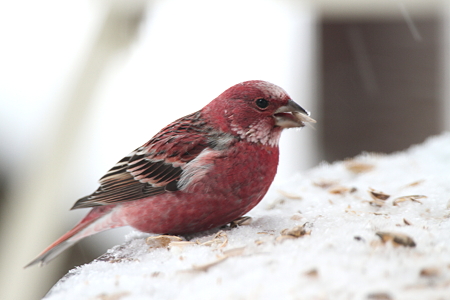 オオマシコ４IMG_1166