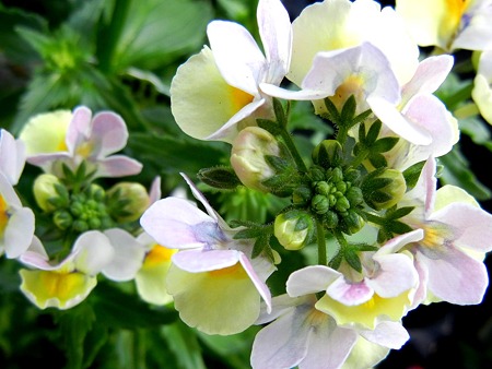 ネメシアメロウ・グランカスタードクリーム11.11.06