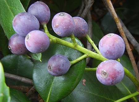 シャリンバイ（車輪梅）の実