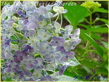 京都府立植物園　ウズアジサイ