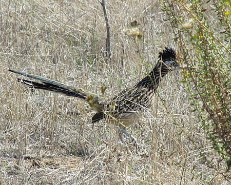 オオミチバシリー７