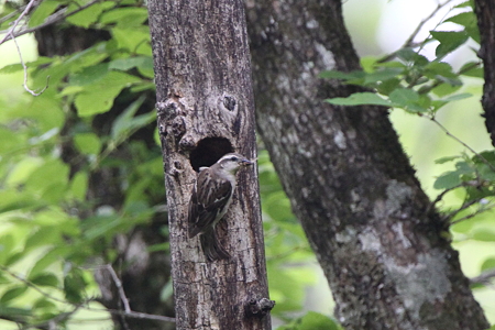 ニュウナイスズメ２♀IMG_3836