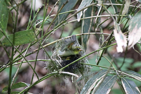 メジロ５IMG_3859