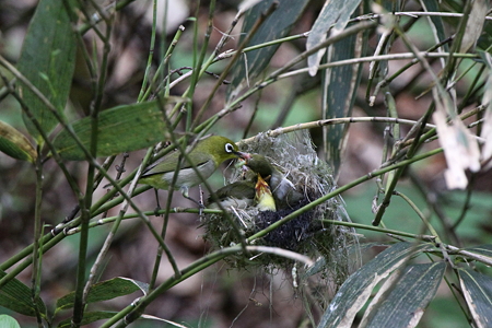 メジロ２IMG_3857