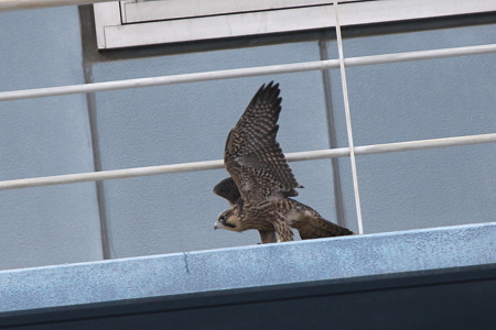 ハヤブサ１番子雛２IMG_4574