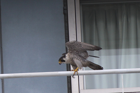 ハヤブサ親（そら）IMG_4578