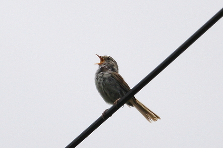 ウグイス１IMG_5627f