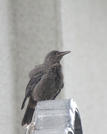 イソヒヨドリ４♀幼鳥IMG_6062