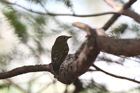 キビタキ３♀IMG_7676