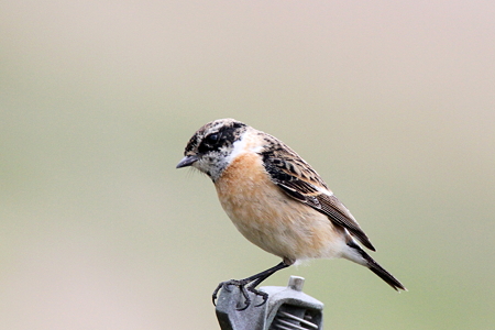 ノビタキ１IMG_8851