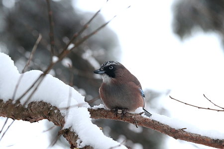 カケス６IMG_1261