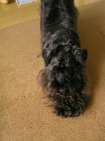 はい・・・・高速連写でも。。。