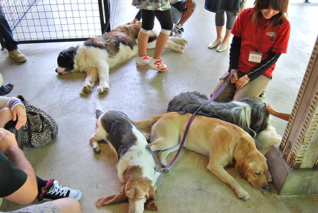 ｶﾄﾞﾘｰ･ﾄﾞﾐﾆｵﾝ_53