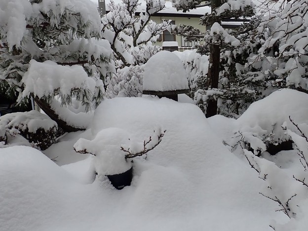 庭の雪