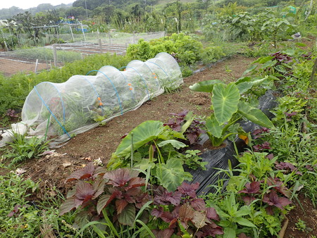 写真: 小さな菜園１