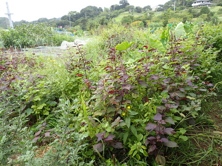 写真: 小さな菜園風景３