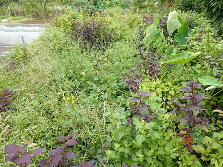 写真: 小さな菜園１