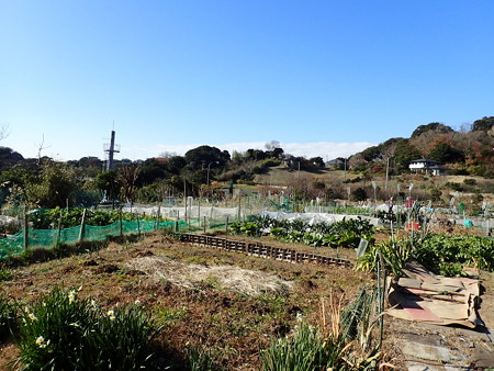 写真: 小さな菜園風景